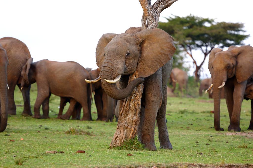 Jambo Mara Safari Lodge Ololaimutiek المظهر الخارجي الصورة