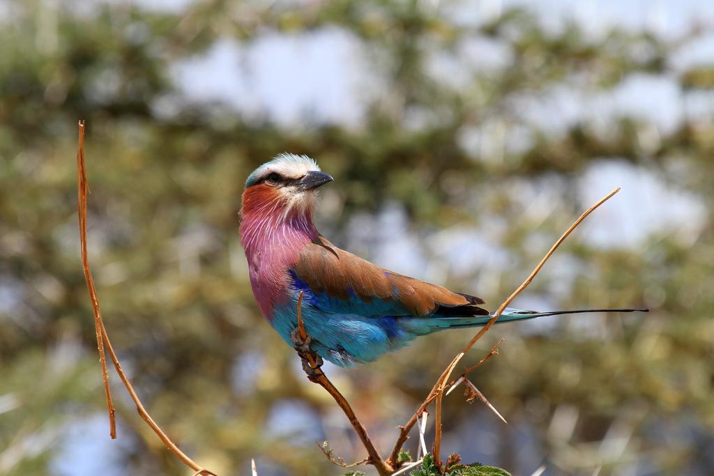 Jambo Mara Safari Lodge Ololaimutiek المظهر الخارجي الصورة