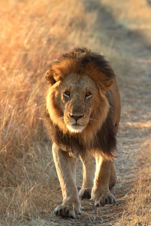 Jambo Mara Safari Lodge Ololaimutiek المظهر الخارجي الصورة