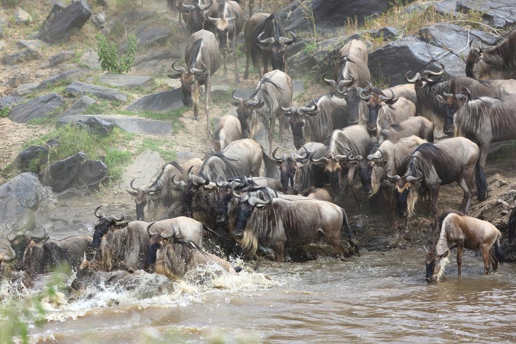 Jambo Mara Safari Lodge Ololaimutiek المظهر الخارجي الصورة
